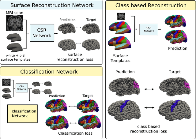 Figure 1 for Joint Reconstruction and Parcellation of Cortical Surfaces