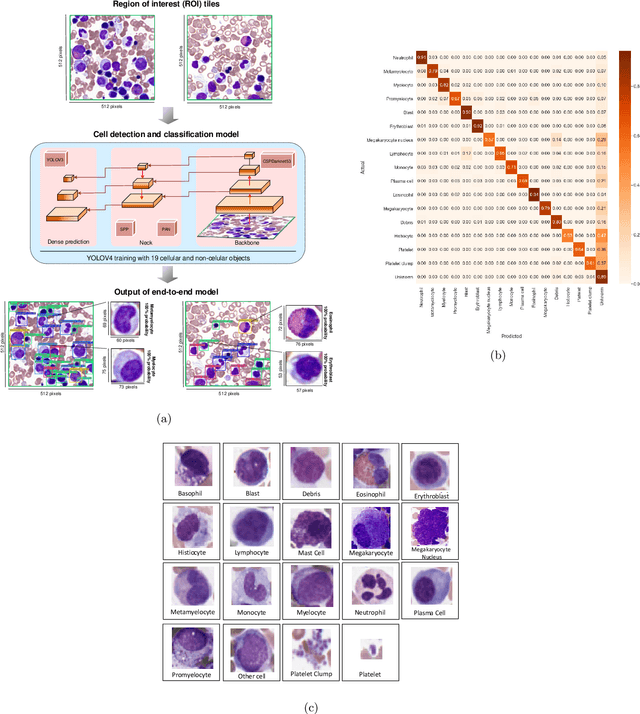 Figure 3 for Histogram of Cell Types: Deep Learning for Automated Bone Marrow Cytology