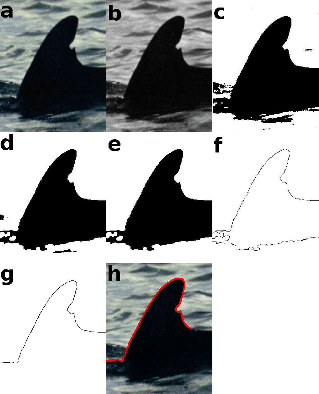 Figure 2 for Unsupervised Threshold for Automatic Extraction of Dolphin Dorsal Fin Outlines from Digital Photographs in DARWIN (Digital Analysis and Recognition of Whale Images on a Network)