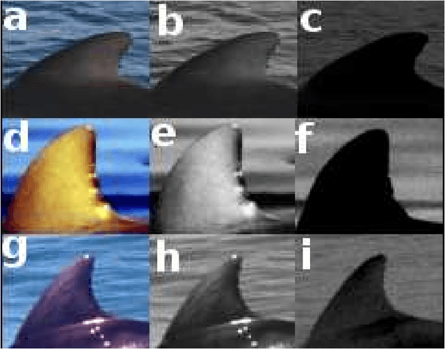Figure 4 for Unsupervised Threshold for Automatic Extraction of Dolphin Dorsal Fin Outlines from Digital Photographs in DARWIN (Digital Analysis and Recognition of Whale Images on a Network)