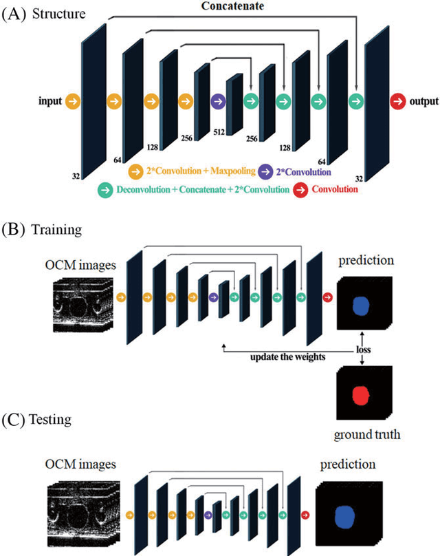 Figure 2 for Segmentation of Drosophila Heart in Optical Coherence Microscopy Images Using Convolutional Neural Networks