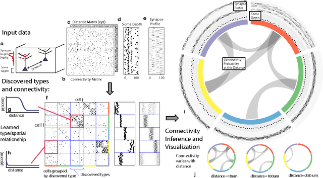 Figure 1 for Automatic discovery of cell types and microcircuitry from neural connectomics