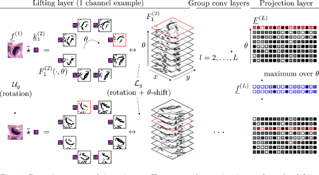 Figure 1 for Roto-Translation Covariant Convolutional Networks for Medical Image Analysis