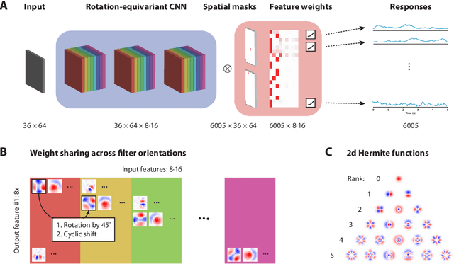 Figure 1 for A rotation-equivariant convolutional neural network model of primary visual cortex