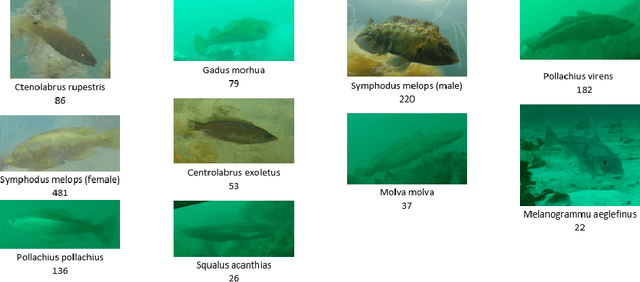 Figure 1 for Biometric Fish Classification of Temperate Species Using Convolutional Neural Network with Squeeze-and-Excitation