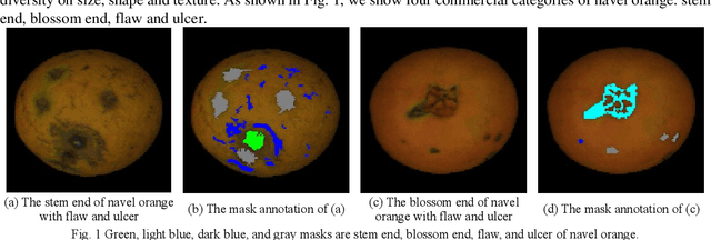Figure 1 for Fastidious Attention Network for Navel Orange Segmentation