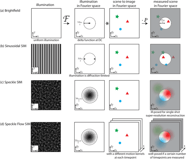 Figure 2 for Dynamic Structured Illumination Microscopy with a Neural Space-time Model