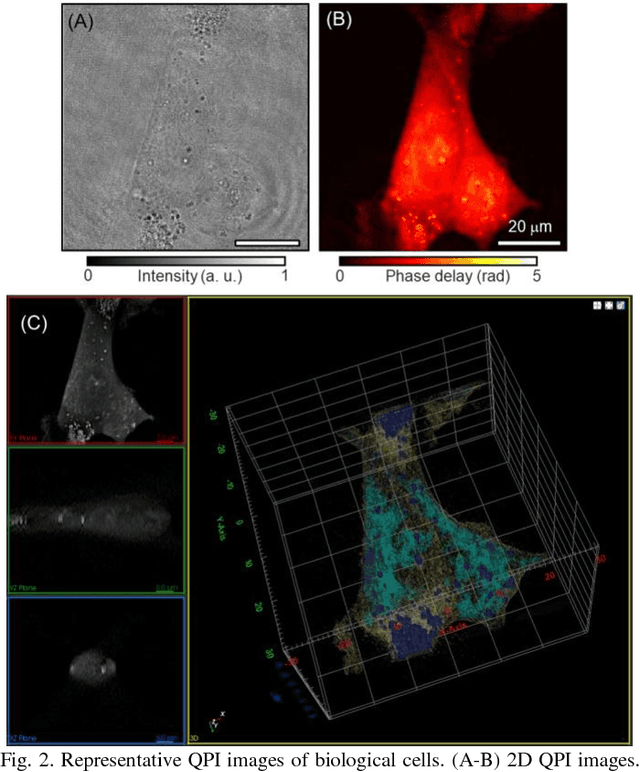 Figure 2 for Quantitative Phase Imaging and Artificial Intelligence: A Review