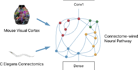 Figure 1 for Deep Connectomics Networks: Neural Network Architectures Inspired by Neuronal Networks