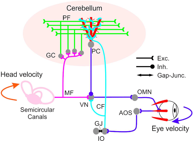 Figure 2 for VOR Adaptation on a Humanoid iCub Robot Using a Spiking Cerebellar Model