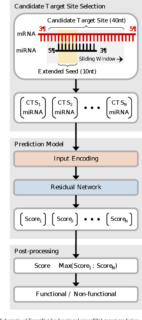 Figure 1 for TargetNet: Functional microRNA Target Prediction with Deep Neural Networks