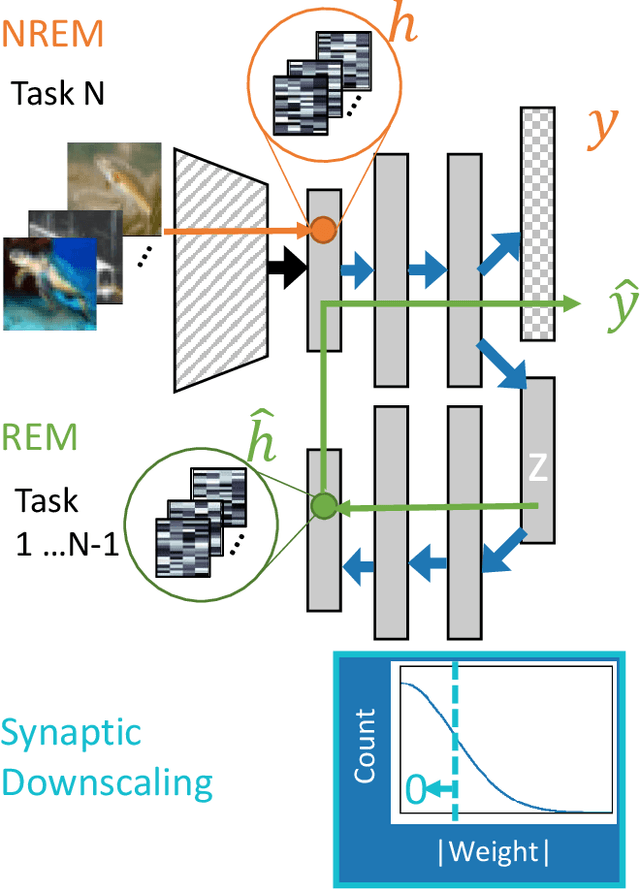 Figure 1 for Continual learning benefits from multiple sleep mechanisms: NREM, REM, and Synaptic Downscaling