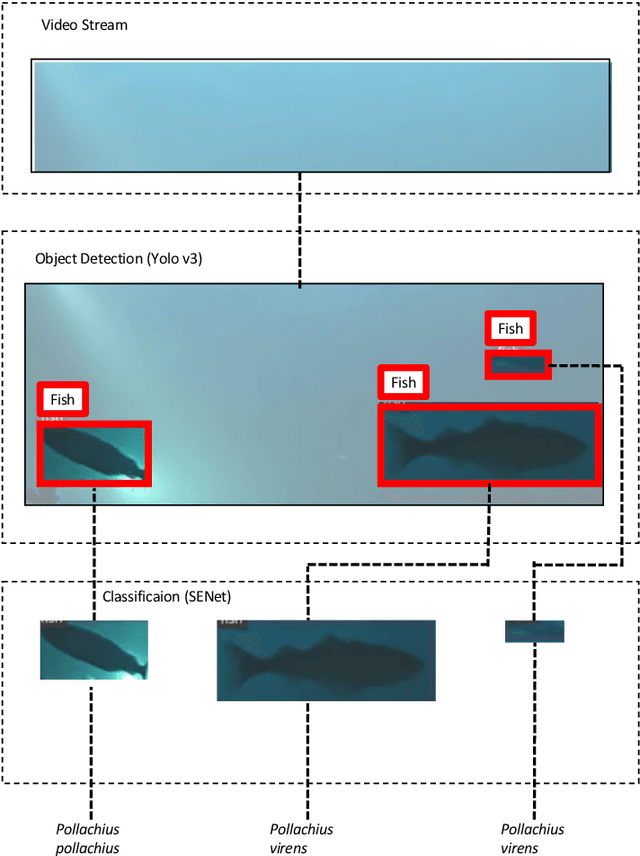 Figure 1 for Temperate Fish Detection and Classification: a Deep Learning based Approach