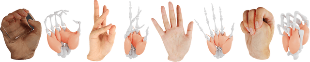 Figure 1 for NIMBLE: A Non-rigid Hand Model with Bones and Muscles