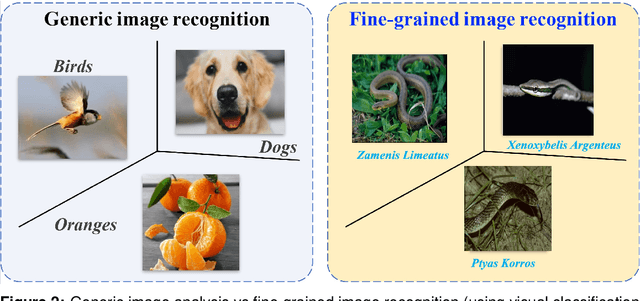 Figure 3 for Explored An Effective Methodology for Fine-Grained Snake Recognition