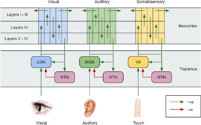 Figure 1 for CTNN: Corticothalamic-inspired neural network