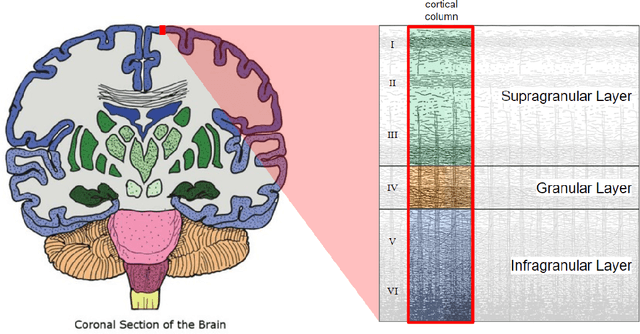 Figure 2 for CTNN: Corticothalamic-inspired neural network