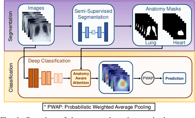Figure 1 for Anatomy X-Net: A Semi-Supervised Anatomy Aware Convolutional Neural Network for Thoracic Disease Classification