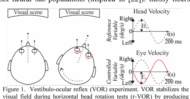 Figure 1 for Exploring vestibulo-ocular adaptation in a closed-loop neuro-robotic experiment using STDP. A simulation study