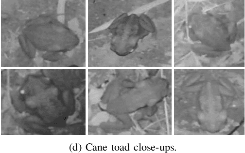 Figure 1 for In Situ Cane Toad Recognition