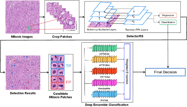 Figure 1 for Detecting Mitosis against Domain Shift using a Fused Detector and Deep Ensemble Classification Model for MIDOG Challenge