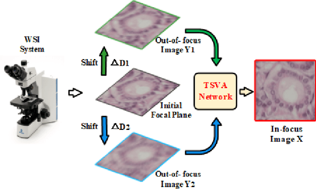 Figure 1 for Rapid Whole Slide Imaging via Learning-based Two-shot Virtual Autofocusing
