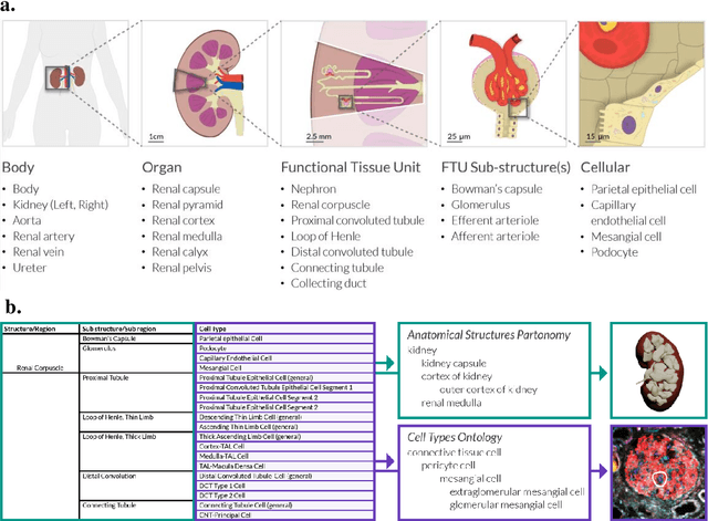 Figure 2 for Construction and Usage of a Human Body Common Coordinate Framework Comprising Clinical, Semantic, and Spatial Ontologies