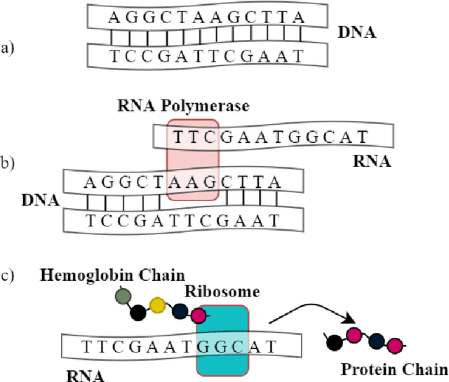 Figure 1 for An Artificial Chemistry Implementation of a Gene Regulatory Network