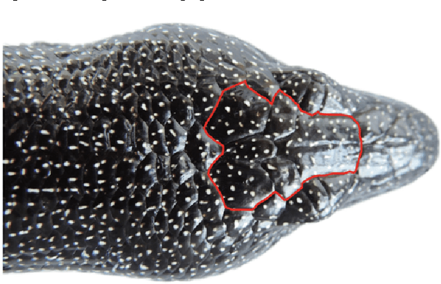 Figure 3 for Semi-Supervised Recognition of the Diploglossus Millepunctatus Lizard Species using Artificial Vision Algorithms