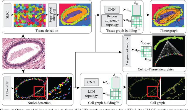Figure 3 for Hierarchical Graph Representations in Digital Pathology