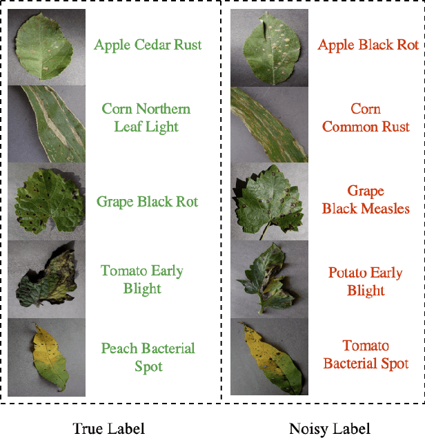 Figure 1 for Rectified Meta-Learning from Noisy Labels for Robust Image-based Plant Disease Diagnosis