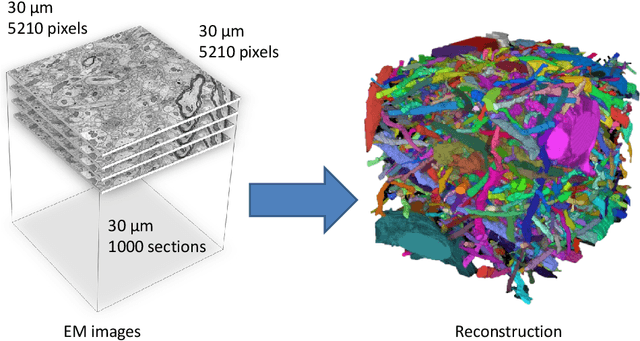 Figure 1 for Large-Scale Automatic Reconstruction of Neuronal Processes from Electron Microscopy Images