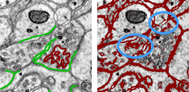 Figure 3 for Large-Scale Automatic Reconstruction of Neuronal Processes from Electron Microscopy Images