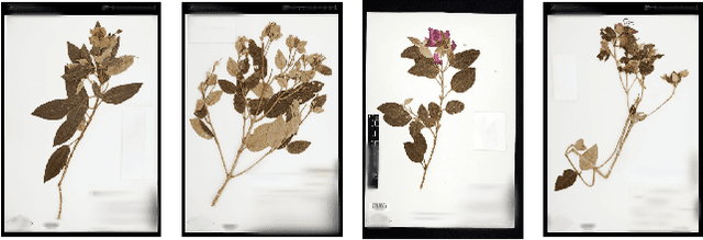 Figure 2 for The Herbarium Challenge 2019 Dataset