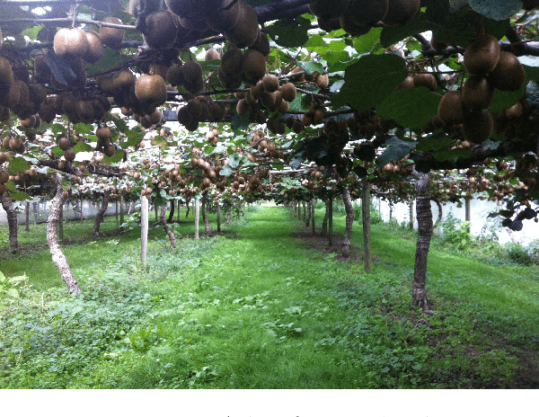 Figure 1 for Kiwifruit detection in challenging conditions