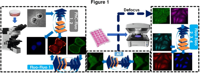 Figure 1 for Virtual organelle self-coding for fluorescence imaging via adversarial learning