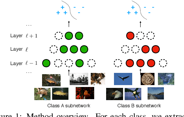 Figure 1 for Interpretable Disentanglement of Neural Networks by Extracting Class-Specific Subnetwork