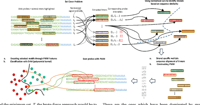 Figure 1 for MotifMark: Finding Regulatory Motifs in DNA Sequences