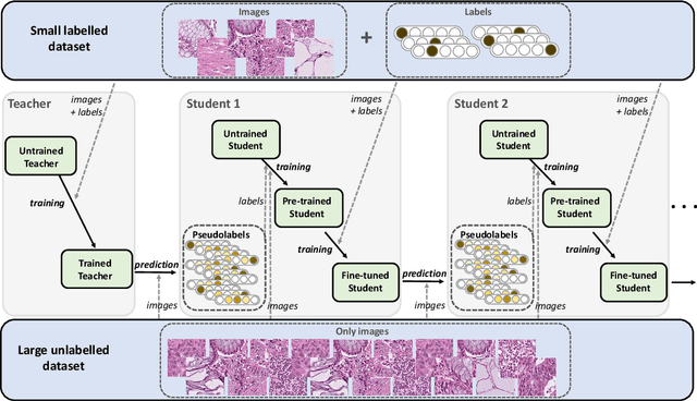 Figure 1 for Teacher-Student chain for efficient semi-supervised histology image classification