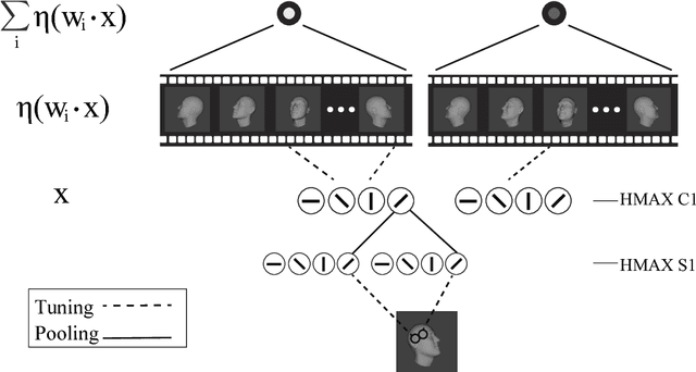 Figure 2 for View-tolerant face recognition and Hebbian learning imply mirror-symmetric neural tuning to head orientation