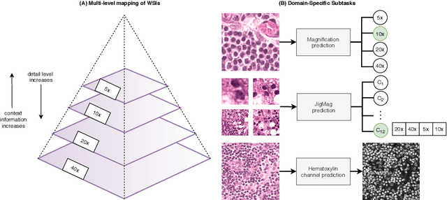 Figure 2 for Self-Path: Self-supervision for Classification of Pathology Images with Limited Annotations