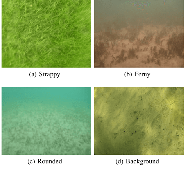 Figure 1 for Multi-species Seagrass Detection and Classification from Underwater Images