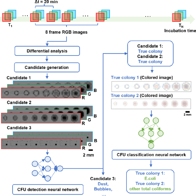 Figure 2 for Deep Learning-enabled Detection and Classification of Bacterial Colonies using a Thin Film Transistor (TFT) Image Sensor
