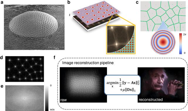 Figure 1 for Compound eye inspired flat lensless imaging with spatially-coded Voronoi-Fresnel phase