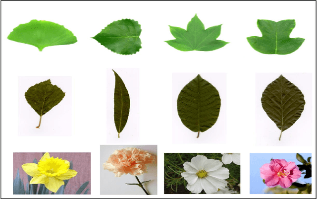 Figure 3 for Real-world plant species identification based on deep convolutional neural networks and visual attention