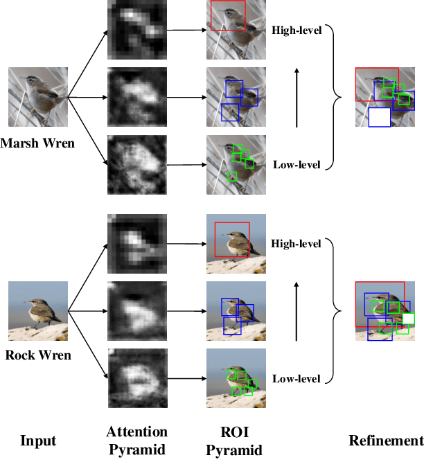 Figure 1 for Weakly Supervised Attention Pyramid Convolutional Neural Network for Fine-Grained Visual Classification