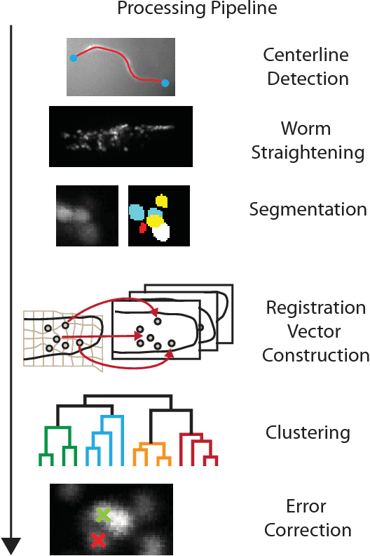 Figure 1 for Automatically tracking neurons in a moving and deforming brain