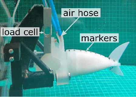 Figure 3 for Learning Material Parameters and Hydrodynamics of Soft Robotic Fish via Differentiable Simulation
