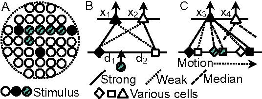 Figure 1 for A Unified Quantitative Model of Vision and Audition
