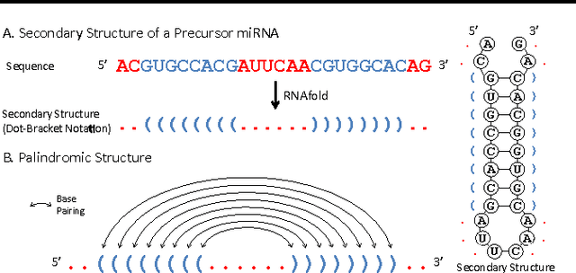 Figure 3 for deepMiRGene: Deep Neural Network based Precursor microRNA Prediction